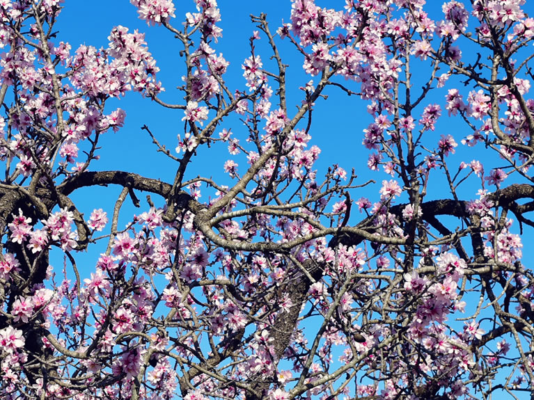 Die Mandelblüte auf Mallorca